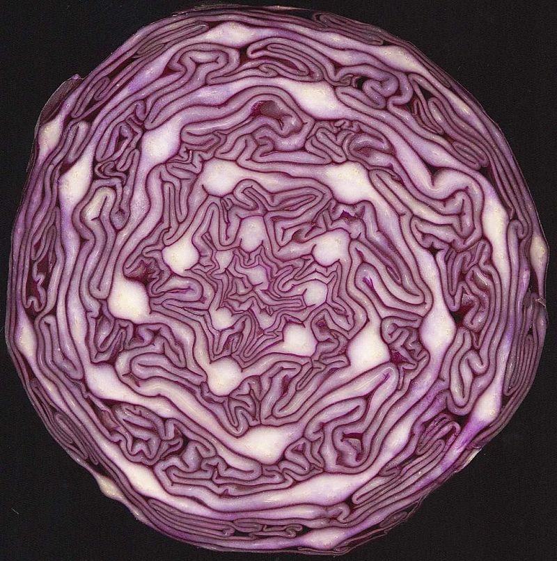 Very artistic cabbage