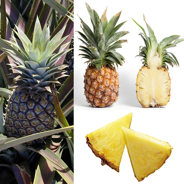 Fresh pineapple is very healthy with few calories, lots of fiber and an outstanding array of vitamins and minerals