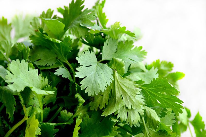 Lovely cilantro or coriander has a delightful taste and aroma.