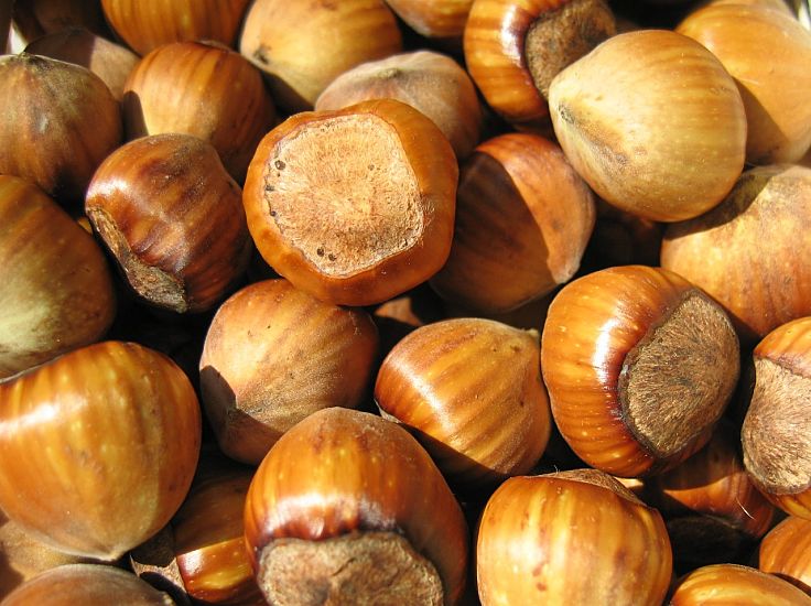 Hazelnuts are very nutritious and versatile in their culinary uses. Discover all the secrets about hazelnuts in this article.