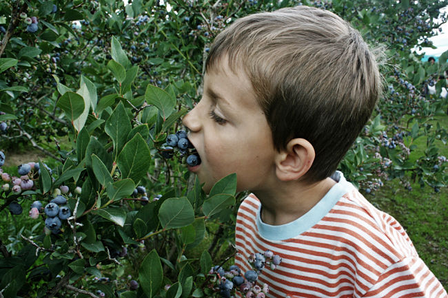 Kids love fruit, it is vegetables that can be a real hand full.