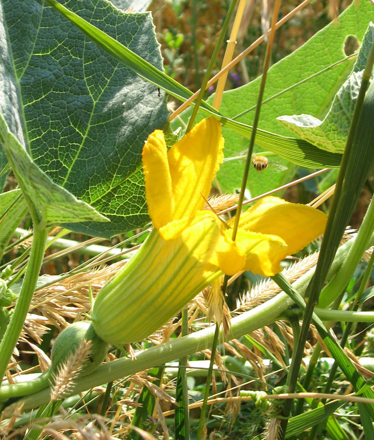 Watermelon and squash flowers can also be stuffed and deep fried. The male flowers are best to avoid losing a fruit 