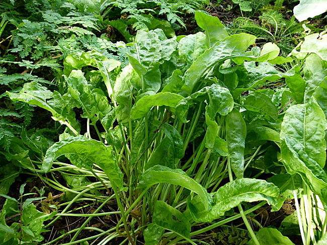 Sorrel is easy to grow at home and can be continually harvested providing taste for soups, drinks and a wide range of dishes