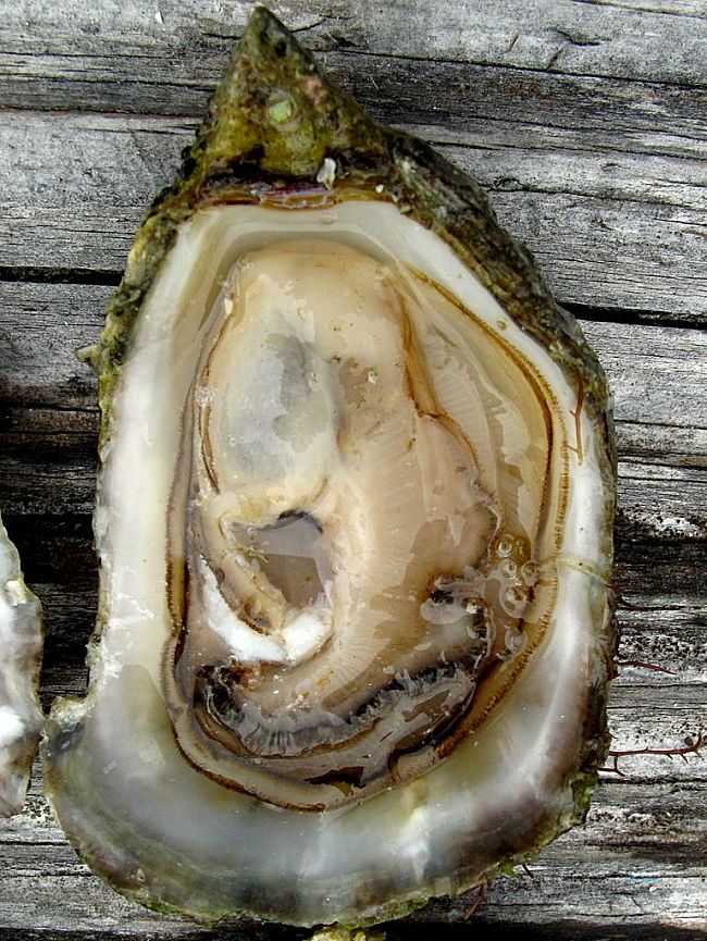 To cook these fabulous recipes choose very fresh oysters with clean shells