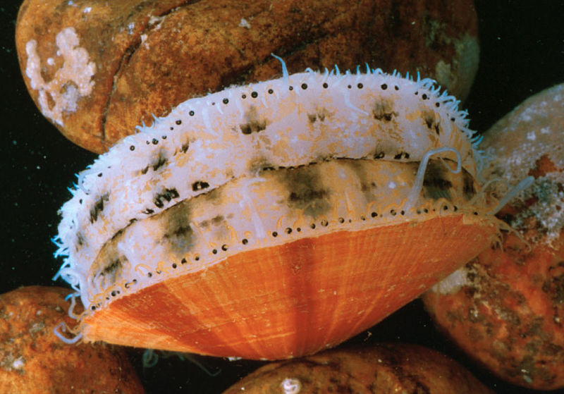 The live scallop has over 100 eyes around the perimeter of its shells.