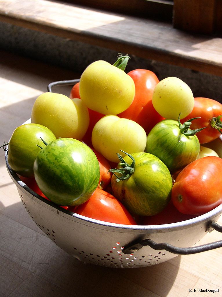 Green and Red tomatoes can be used to make home made chutneys. See the nutritional differences and great recipes here