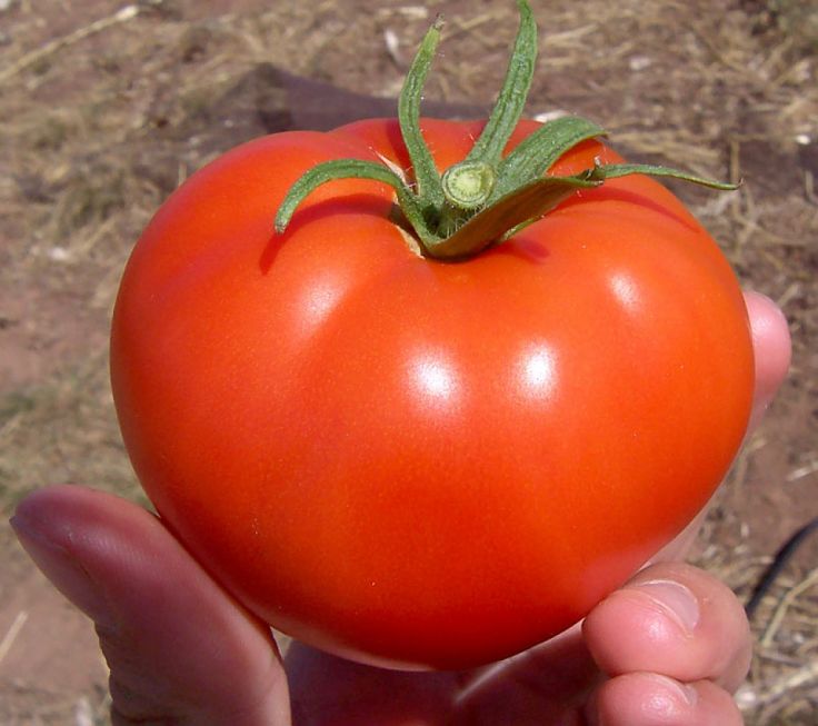 The tomato originated in South America and Mexico, but was spread by the Spanish and is now a prominent fruit/ vegetable is many cuisines in many countries throughout the world.